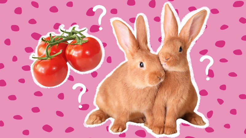 Thỏ ăn bao nhiêu cà chua là an toàn?