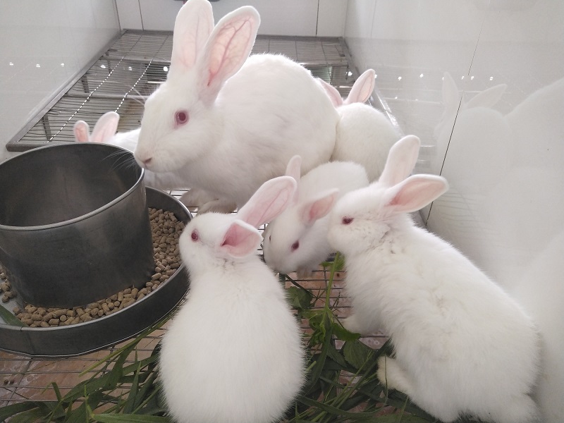Các loại thức ăn cho thỏ
