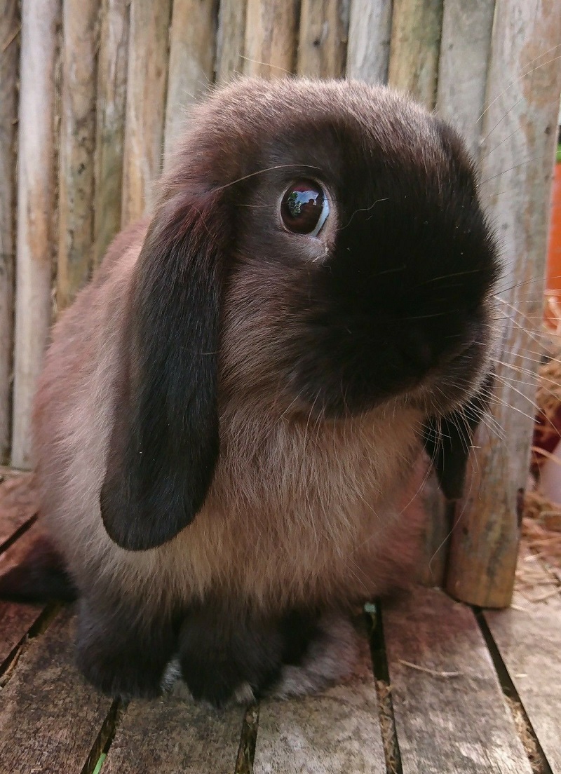 Cách nuôi thỏ tai cụp Hà Lan Holland Lop hiệu quả