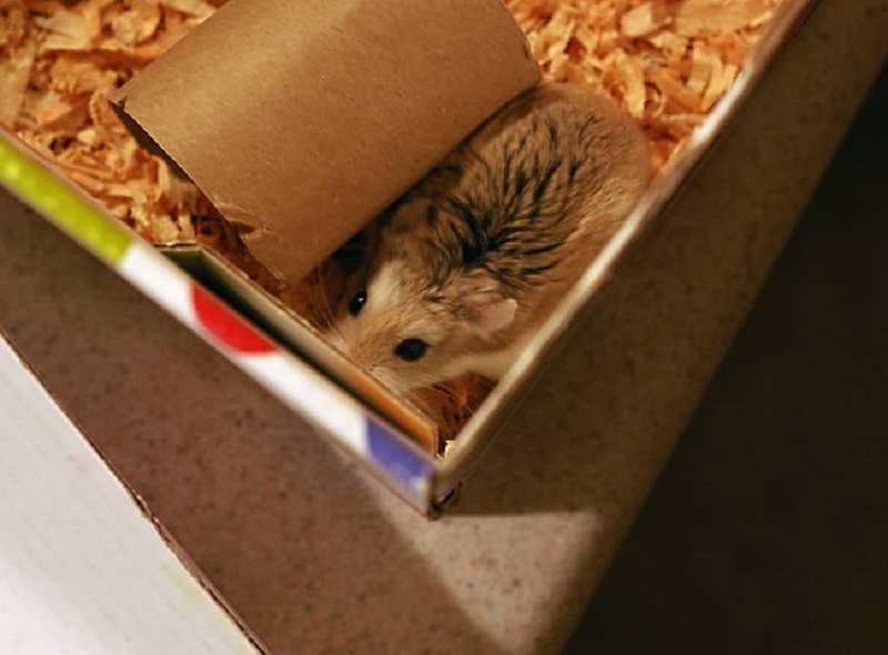 Làm chuồng cho chuột Hamster bằng giấy