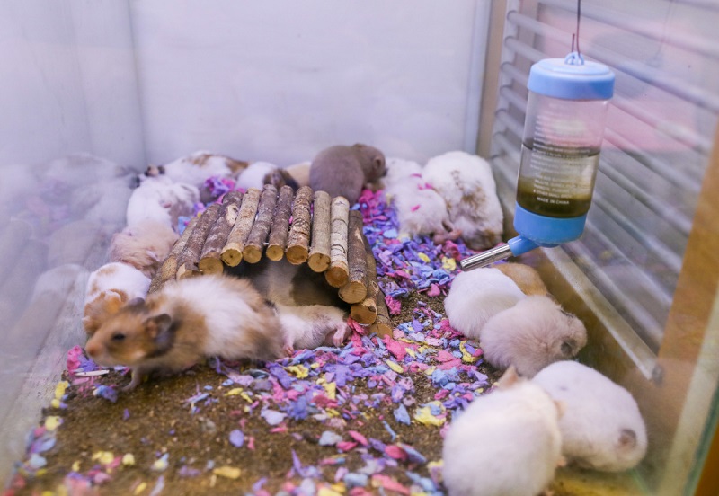 Chế độ dinh dưỡng cho Hamster mẹ và con sau sinh