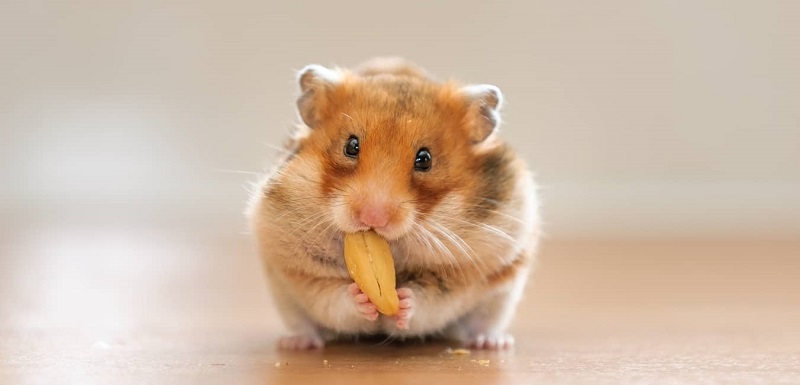 Tìm hiểu về chuột Hamster