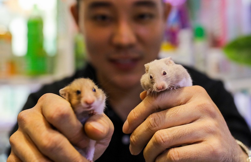 Cách nuôi chuột Hamster không bị hôi