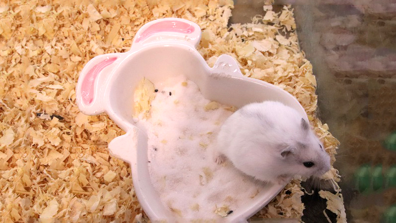 Cho Hamster tắm nắng để khử mùi hôi