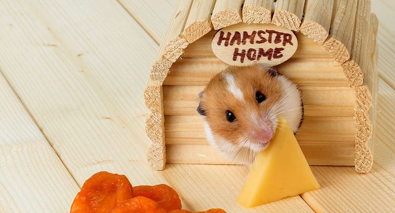 Thức ăn yêu thích của chuột Hamster là gì?