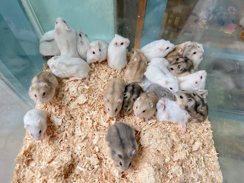 Chuột hamster giá bao nhiêu tiền?