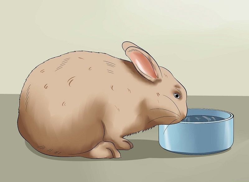 Những lưu ý khi cho thỏ uống nước