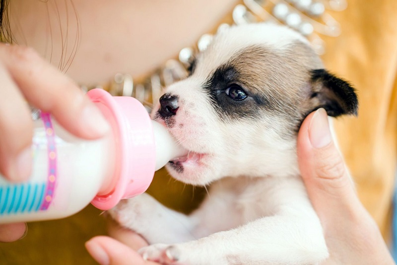 Hướng dẫn về cách pha sữa cho chó con mới đẻ